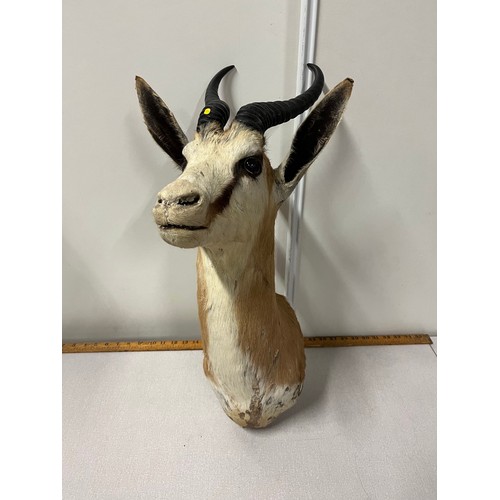 134 - African Springbok taxidermy head.