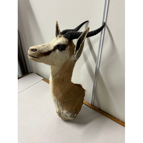 134 - African Springbok taxidermy head.