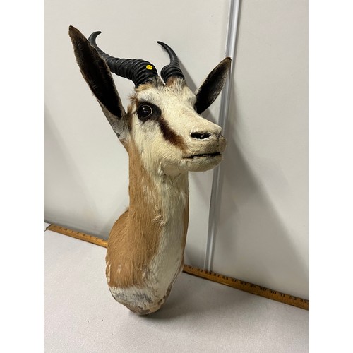 134 - African Springbok taxidermy head.