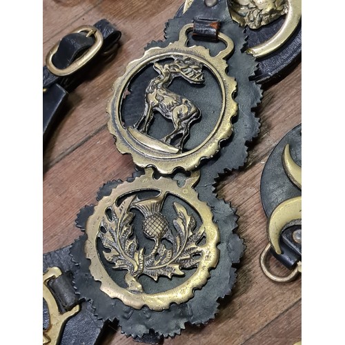 19 - Large collection of horse brasses on leather straps - brasses to include Winston Churchill and thist... 