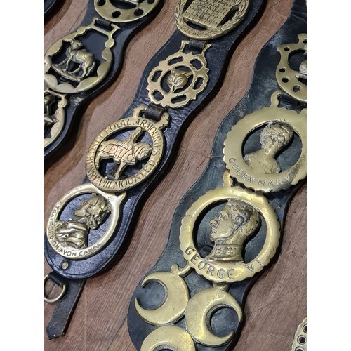 19 - Large collection of horse brasses on leather straps - brasses to include Winston Churchill and thist... 