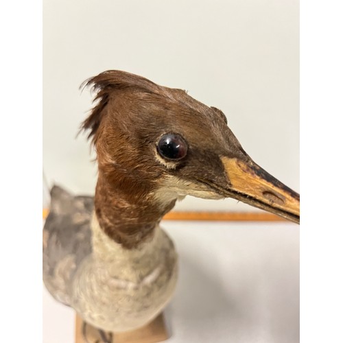 26 - large stuffed taxidermy duck