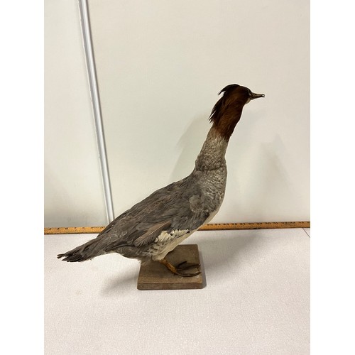 26 - large stuffed taxidermy duck