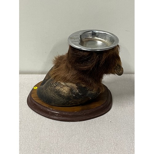 2 - Taxidermy Bison hoof ashtray.
17cm x 21cm