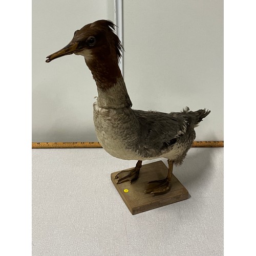 6 - vintage taxidermy duck on wooden stand
42cm h