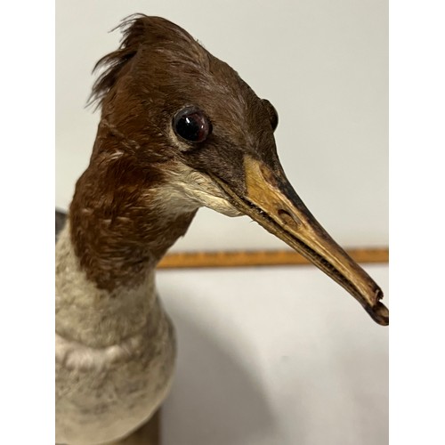 6 - vintage taxidermy duck on wooden stand
42cm h