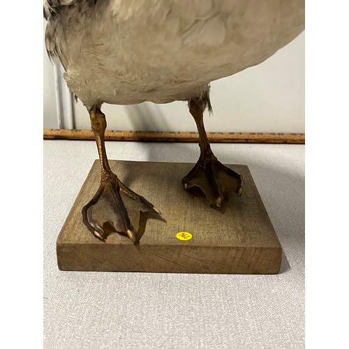 6 - vintage taxidermy duck on wooden stand
42cm h