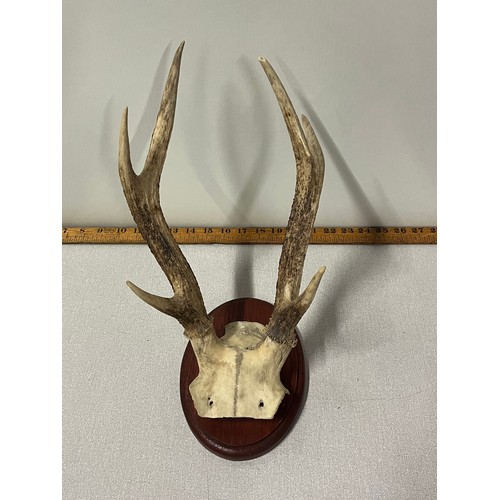 24 - Set of 6 point deer antlers (on skull) attached to oval wooden plinth