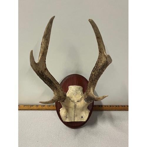 24 - Set of 6 point deer antlers (on skull) attached to oval wooden plinth