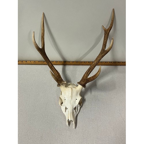 54 - Set 7 point deer antlers (on skull)