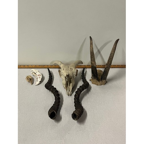 170 - Set of Impala horns, Goat horns (on skull) & 3 various preserved skull sections.