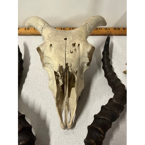 170 - Set of Impala horns, Goat horns (on skull) & 3 various preserved skull sections.