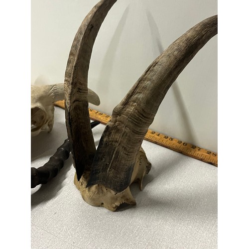 170 - Set of Impala horns, Goat horns (on skull) & 3 various preserved skull sections.