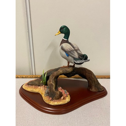 63 - Border fine arts water fowl of the world 'Mallard' by Don Briddell with original box
35cm x 26cm