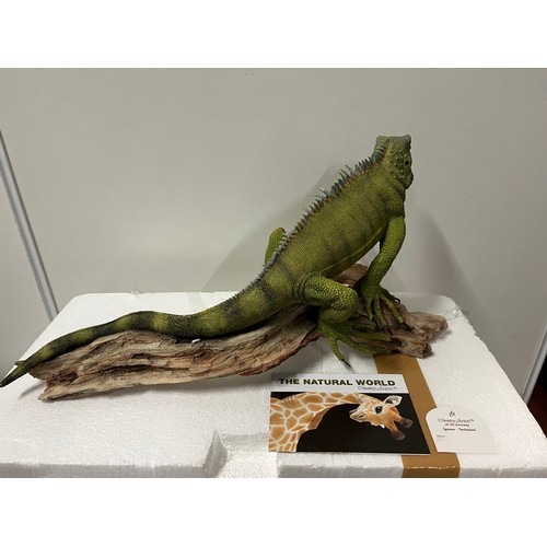 52 - Large Country Artists Iguana 'Seclusion' with original box.
52cm x 24cm