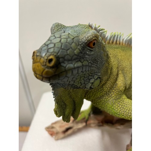 52 - Large Country Artists Iguana 'Seclusion' with original box.
52cm x 24cm