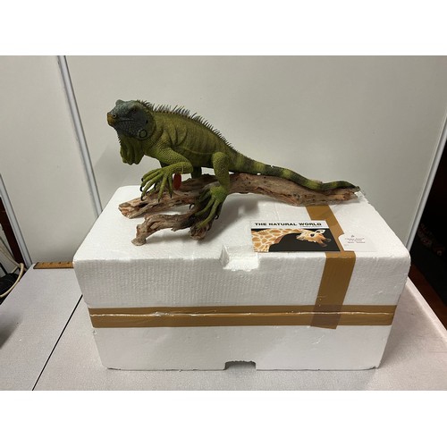 52 - Large Country Artists Iguana 'Seclusion' with original box.
52cm x 24cm