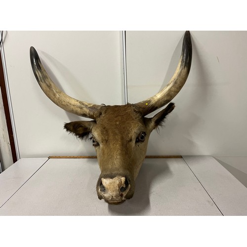 142 - Large heavy early Victorian taxidermy bull head with large horns. 
horn-horn approx 90cm wide
tip of... 