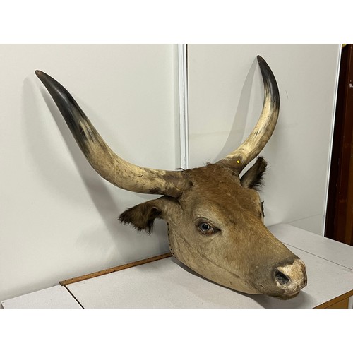 142 - Large heavy early Victorian taxidermy bull head with large horns. 
horn-horn approx 90cm wide
tip of... 