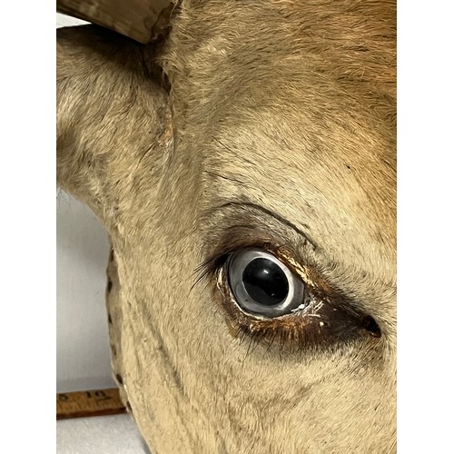 142 - Large heavy early Victorian taxidermy bull head with large horns. 
horn-horn approx 90cm wide
tip of... 