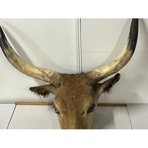 142 - Large heavy early Victorian taxidermy bull head with large horns. 
horn-horn approx 90cm wide
tip of... 