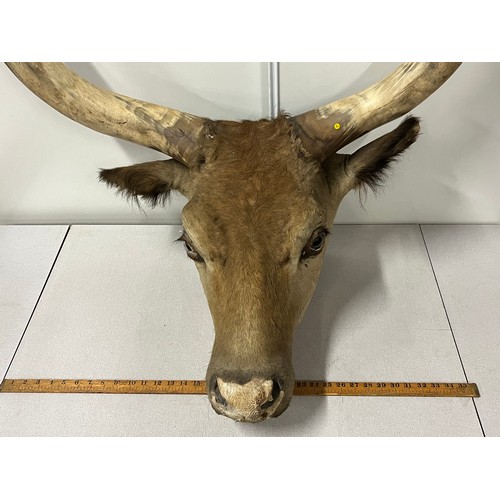 142 - Large heavy early Victorian taxidermy bull head with large horns. 
horn-horn approx 90cm wide
tip of... 