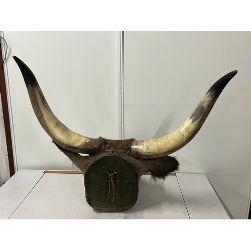 142 - Large heavy early Victorian taxidermy bull head with large horns. 
horn-horn approx 90cm wide
tip of... 