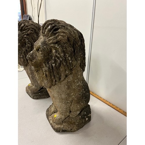 157 - a pair of large antique stone Lions 20 inches tall