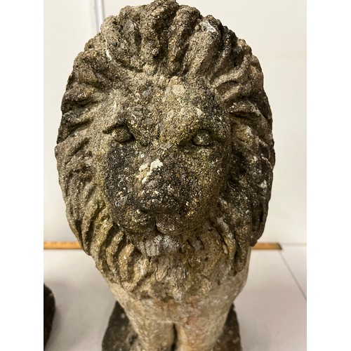 157 - a pair of large antique stone Lions 20 inches tall