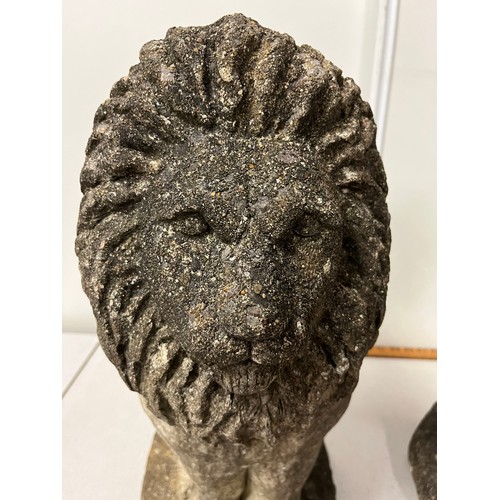 157 - a pair of large antique stone Lions 20 inches tall