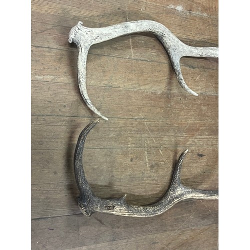 144 - Pair of large deer antlers.