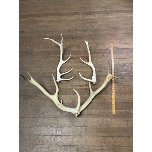 102 - 2 large sets of vintage antlers
