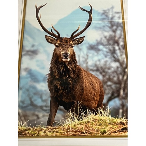 343 - 2 Large gilt framed photographs of a Stag. 21