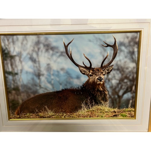 343 - 2 Large gilt framed photographs of a Stag. 21