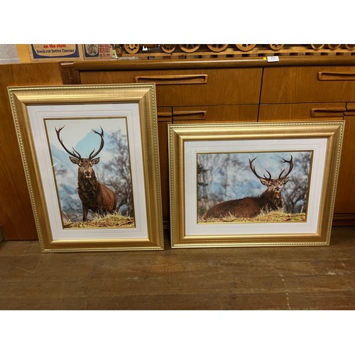 343 - 2 Large gilt framed photographs of a Stag. 21