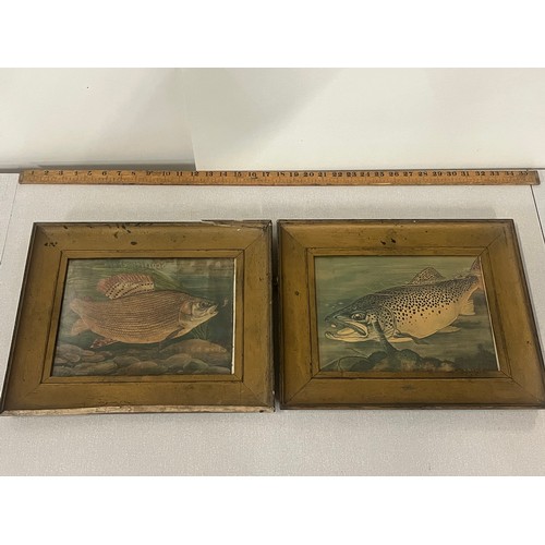 32 - A pair of antique framed prints of fish by keith linsell