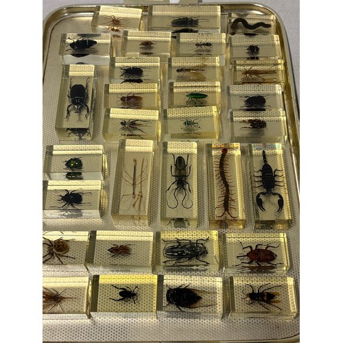 118 - A large collection of 56 real-life bugs preserved in resin block s to include spiders, scorpions , c... 