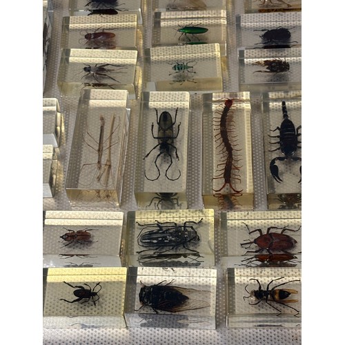 118 - A large collection of 56 real-life bugs preserved in resin block s to include spiders, scorpions , c... 