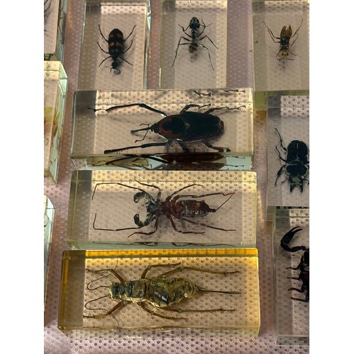118 - A large collection of 56 real-life bugs preserved in resin block s to include spiders, scorpions , c... 