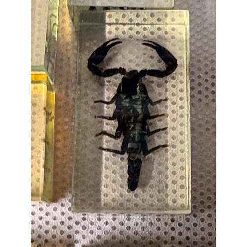 118 - A large collection of 56 real-life bugs preserved in resin block s to include spiders, scorpions , c... 
