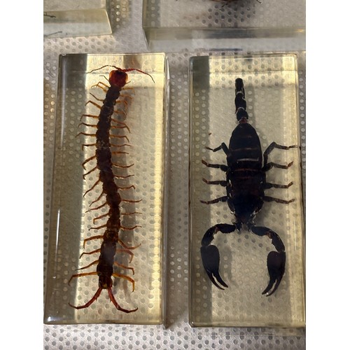 118 - A large collection of 56 real-life bugs preserved in resin block s to include spiders, scorpions , c... 