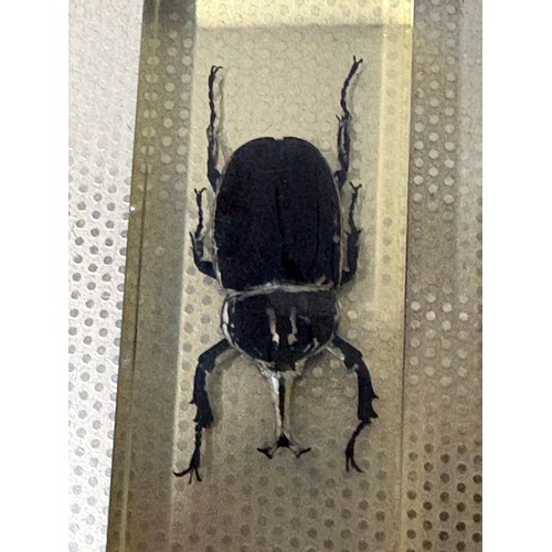 118 - A large collection of 56 real-life bugs preserved in resin block s to include spiders, scorpions , c... 