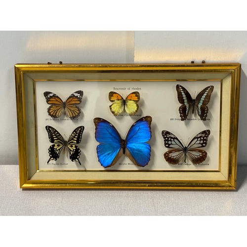 63 - A framed collection of butterfly specimens to include a morpho menelaus etc, 14.5x8.5