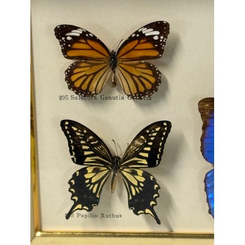 63 - A framed collection of butterfly specimens to include a morpho menelaus etc, 14.5x8.5