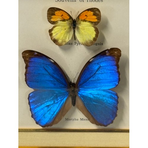 63 - A framed collection of butterfly specimens to include a morpho menelaus etc, 14.5x8.5