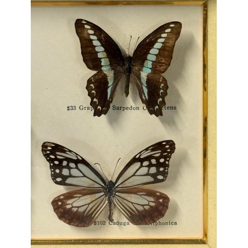 63 - A framed collection of butterfly specimens to include a morpho menelaus etc, 14.5x8.5