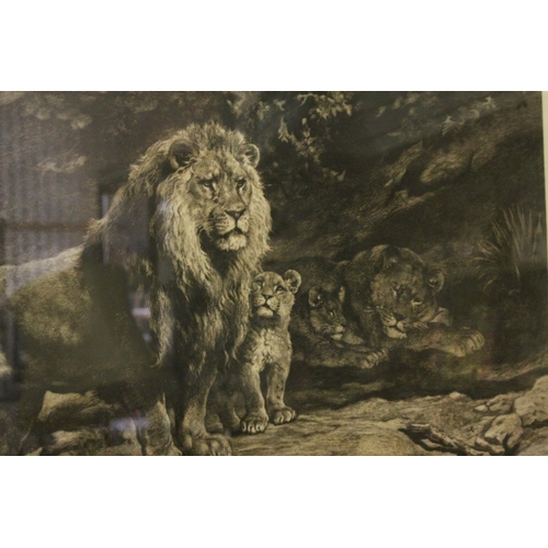 80 - Herbert Thomas Dicksee (British 1862-1942): 'Family of Lions', Etching signed in pencil to margin, a... 