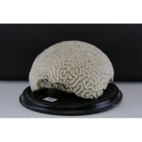 101 - Large Brain Coral placed on a Wooden Stand, d.28cms