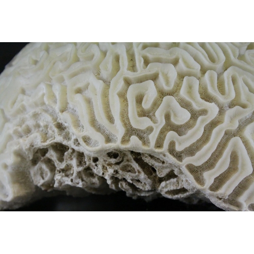 101 - Large Brain Coral placed on a Wooden Stand, d.28cms