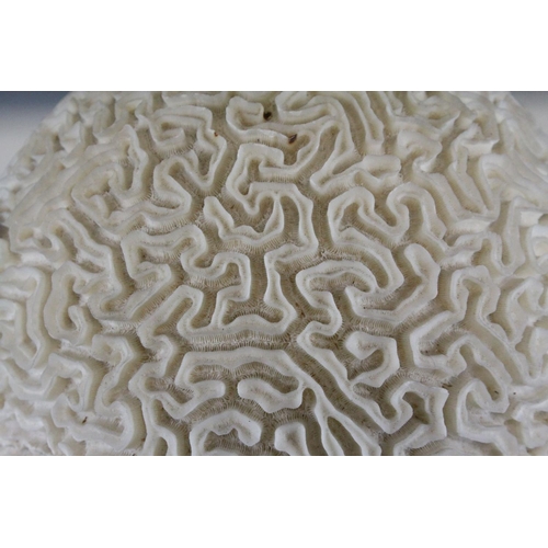 101 - Large Brain Coral placed on a Wooden Stand, d.28cms